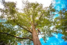 Best Emergency Tree Removal  in Rinna, VA