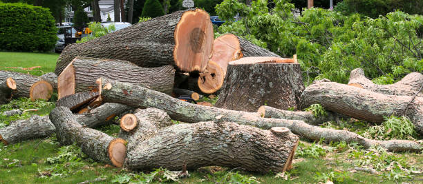 Best Commercial Tree Services  in Rinna, VA