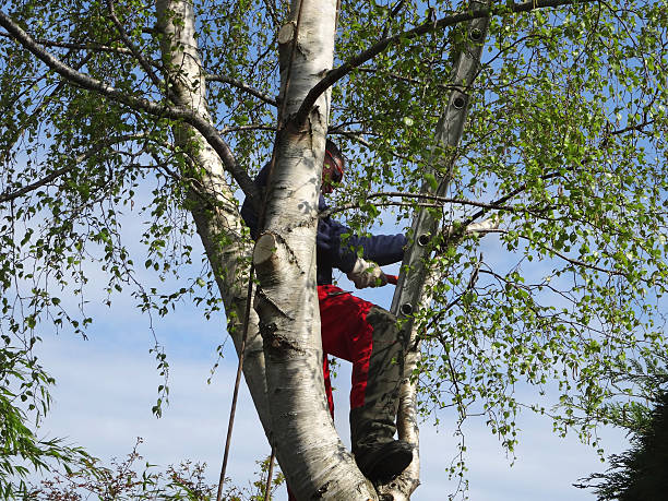 Seasonal Cleanup (Spring/Fall) in Rivanna, VA