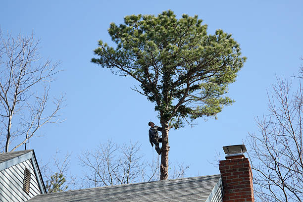 Best Tree Disease Treatment  in Rinna, VA