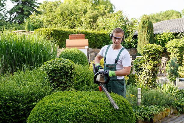 Best Palm Tree Trimming  in Rinna, VA