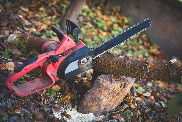 Best Tree Trimming and Pruning  in Rinna, VA