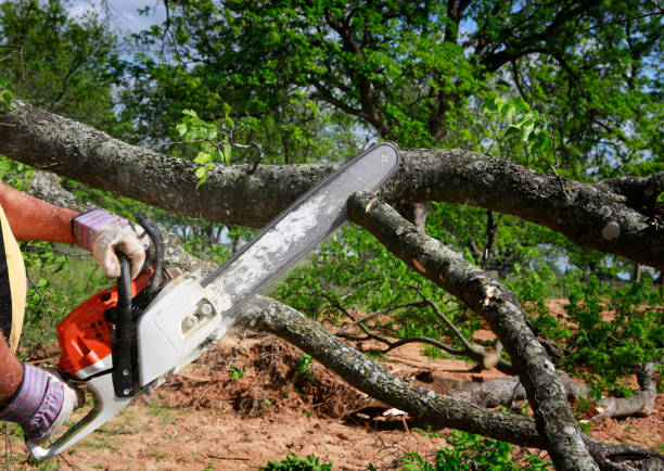 How Our Tree Care Process Works  in  Rivanna, VA